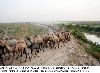 A long herd of camels move towards destination before evening in Jaffarabad A long herd of camels move towards destination before evening in Jaffarabad