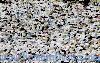 Muslim pilgrims pray inside the 'Haram Sharif' in Mecca, Saudi Arabia