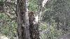 request to the CJ of Balochistan to take the notice,hundereds of trees were cutted in chouthar v