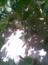 Next picture :: angoor