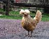 hot hen