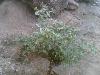 Darra barechstan