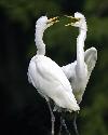 Cute birds