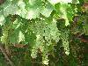 Next picture :: Quetta Grapes in Bright Future School