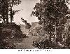 Muree Mall Road 1861
