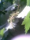 Previous picture :: Angoor