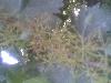 angoor