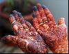 Previous picture :: Mehndi (Henna) Design for girls