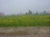 Green Punjab 
