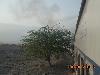 Jaffer Express and tree