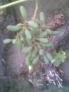 Angoor