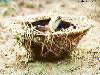 Next picture :: Pakistan Army 