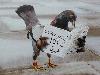 Amazing Bird