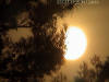 Sun with Tree