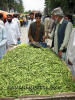 Ladyfinger Seller