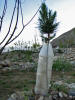 A plant in bottle