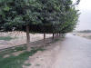 Log Road